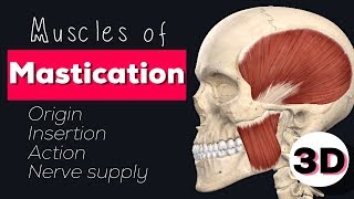 MUSCLES OF MASTICATION  3D [upl. by East459]