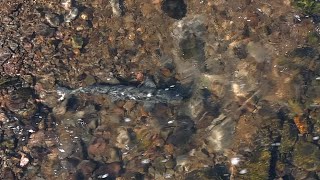 Klamath Salmon Already Spawning Above Former Dams [upl. by Eihtak]