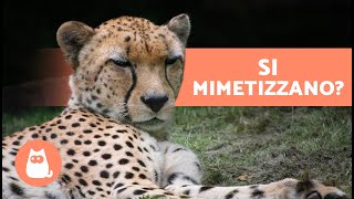 10 CURIOSITÀ sui GHEPARDI 🐆 Lanimale PIÙ VELOCE DEL MONDO [upl. by Capwell606]