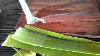 How to properly cut an Aloe Vera leaf [upl. by Haida]