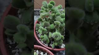 Cotiledón Tomentosa o garrita de oso son hermosos jardinfeliz succulents suculentaslove [upl. by Terrye718]