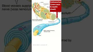 Organization of peripheral nerve shorts nerve pns [upl. by Luis]