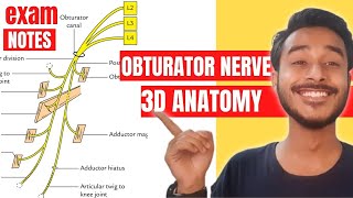 Obturator Nerve Anatomy 3D  obturator nerve course anatomy  obturator nerve branches anatomy [upl. by Vincenz]