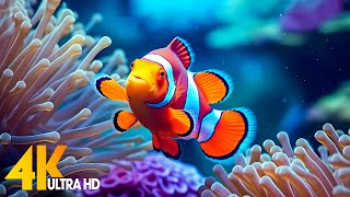 Aquarium 4K VIDEO ULTRA HD 🐠 Beautiful Coral Reef Fish  Relaxing Sleep Meditation Music [upl. by Ycul285]