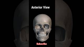 skull anatomy  skull anterior posterior and lateral view foryou shorts [upl. by Rockwood]