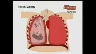 GCSE BBC Science Bitesize  Breathing [upl. by Odlanar]