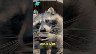 Raccoons The Nighttime Bandits facts viralshort [upl. by Anem300]