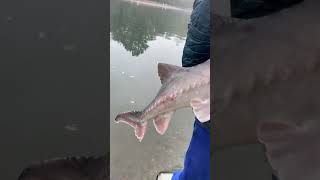 PESCA del BATTELLO D ACQUA dolce lo STORIONE fishing fishingvideo sturgeon [upl. by Brill]