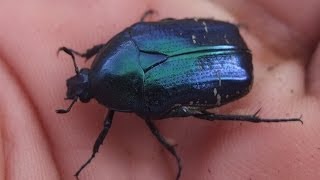 BLUE Cetonia aurata  Rose Chafer  Rosenkäfer [upl. by Seyah550]