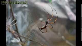 Nephila madagascariensis Golden silk orb weaver Prządka [upl. by Aronoel]