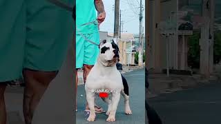 pitbull​doglover​ americanbully​trendingvideo​ ytshorts​love​ cute​ trend​viralvideo​ [upl. by Aikit167]