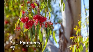 Pyrenees Shire Council Ordinary Meeting  Tuesday 19 November 2024  part 1 [upl. by Findlay]