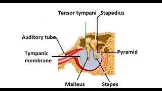 Difference between tensor tympani and stapedius [upl. by Balas]