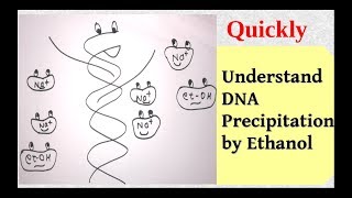 DNA precipitation [upl. by Wymore977]