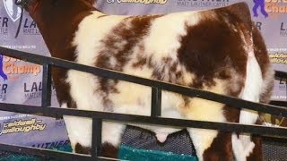 PB Shorthorn quotRed White amp Roanquot At Missouri AGR [upl. by Eidahs]