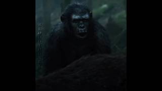 Koba  planet of the apes   Baby came home 2 [upl. by Fidel]