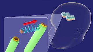 3D Embryology of Ear Part 2 Internal Ear Histogenesis of Utricle and Saccule  Perilymphatic Duct [upl. by Reynold]