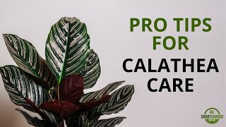 Calathea Care And 9 Stunning Varieties  How Not To Kill Your Houseplants [upl. by Aikenahs]