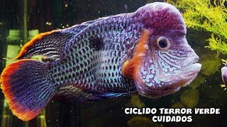 Cuidados y Alimentación del CICLIDO TERROR VERDE  Andinoacara Rivulatus  AcuariosLP [upl. by Dyraj521]