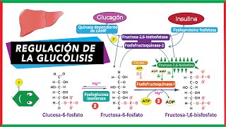 Regulación alostérica y hormonal de la glucólisis [upl. by Anifled]