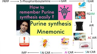 De Novo synthesis of Purines made easy  Purine synthesis easy method Biochemistry [upl. by Guzel]