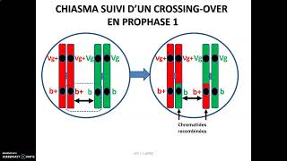 Hérédité et gènes liés chez la drosophile  le brassage intra chromosomique par crossingover [upl. by Fitzhugh]