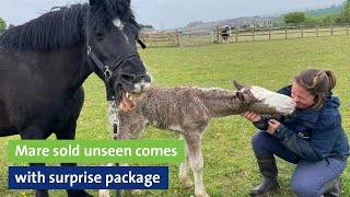 Mare sold unseen comes with surprise package [upl. by Aztirak]