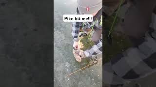 Pike bit me nature captureminnesota hunting sotaboys fishing icefishing pikefishing vexlar [upl. by Oicnerolf875]