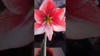 Hippeastrum amaryllis SHOW MASTER backstreetboys automobile flores amaryllis [upl. by Chard]