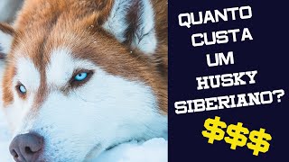 Quanto CUSTA um HUSKY SIBERIANO  Dicas para Comprar  VALOR [upl. by Aihsak]