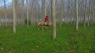 Addestramento del cavallo da passeggiata  Esercizi tra gli alberi [upl. by Imugem55]