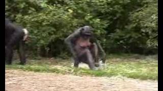 bonobos in Planckendael Zoo [upl. by Luis]