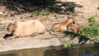 Capybara Ethogram [upl. by Ko]