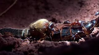 Queen Ant Mating Season  Ant Attack  BBC Earth [upl. by Cazzie290]