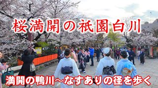 45金桜満開の京都を歩く 鴨川沿い〜祇園白川〜なすありの径【4K】Cherry Blossoms in Kyoto [upl. by Arbe]