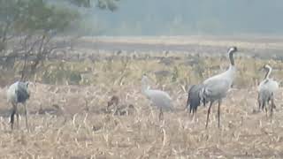 Sandhill Crane Antigone canadensis Canadese Kraanvogel Bourtanger Moor Germany 8 Nov 2024 46 [upl. by Anaujal988]