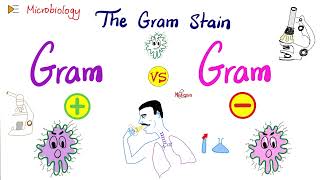 The Gram Stain GramPositive vs GramNegative and Bacterial Structure  Microbiology 🧫 [upl. by Hiltan]