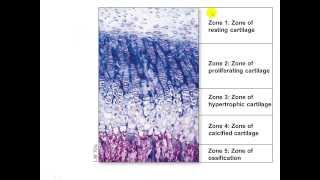 Bone Growth and Remodeling Appositional and Interstitial Growth [upl. by Flori]