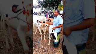 Guru Kemon Kore football cow astrology funny [upl. by Arlie742]