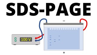 SDSPAGE explained  Protein Separation Technique [upl. by Trocki]