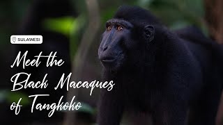 Meet the Crested Black Macaques of Tangkoko [upl. by Suneya]