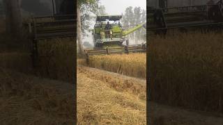 Harvester Machine working😱😱 harvester haryana tech machine diesel engine shorts feed [upl. by Duky]