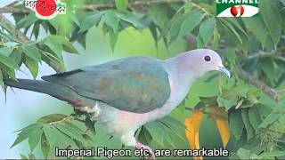 Nature and Life  Episode 214 Birds of Evergreen Forest [upl. by Norrabal]