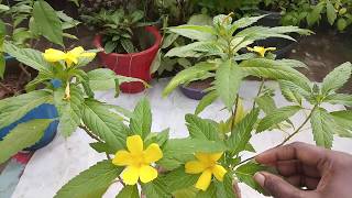 09How to grow Cuban Buttercup How to care Turneria Ulmifolia plant [upl. by Crooks159]