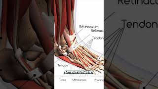 Ces tissus MÉCONNUS du pied qui peuvent causer de la douleur [upl. by Cad]