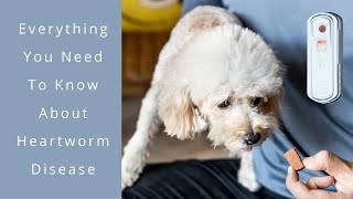 Everything You Need To Know About Dog Heartworm Disease [upl. by Aliuqat345]