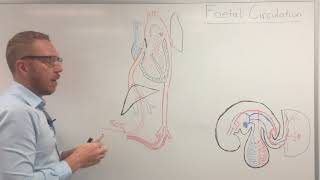 Fetal circulation  Embryology [upl. by Cummine]