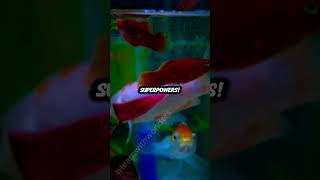 🐠 Fun Facts About Guppies You Didnt Know 🌈 shorts [upl. by Aivatnuahs]