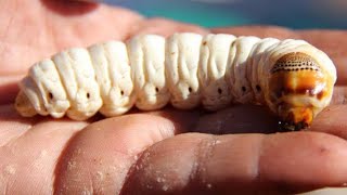 Witchetty Grub [upl. by Ymmas]