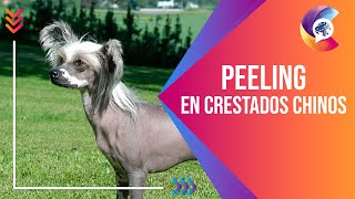 PEELING en Crestados Chinos  Alianz Peluquería Canina [upl. by Gaultiero]